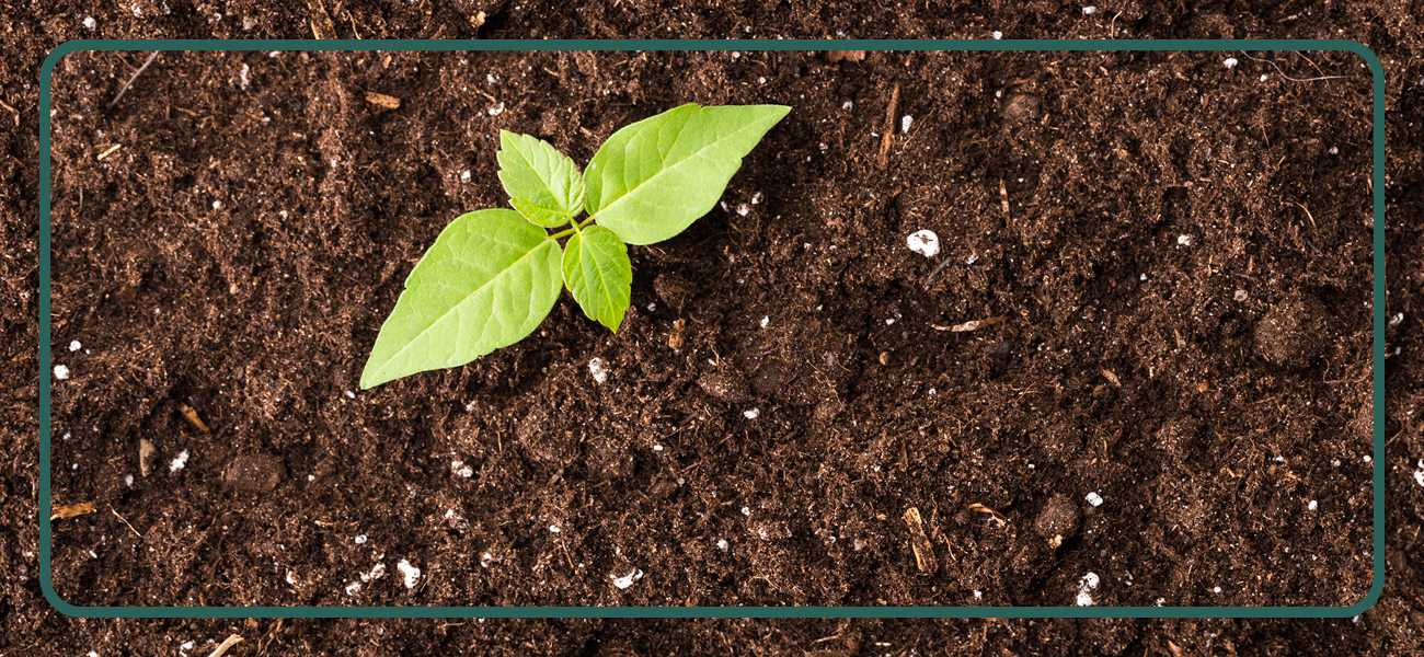 types-of-bagged-soil