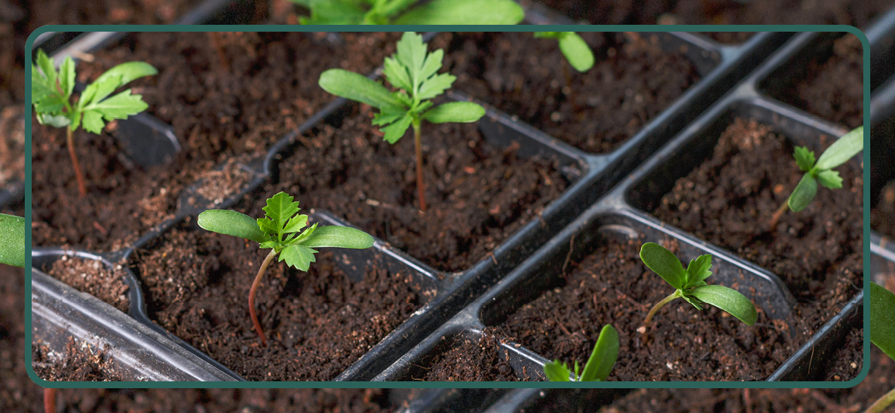 how-to-start-seeds-inside