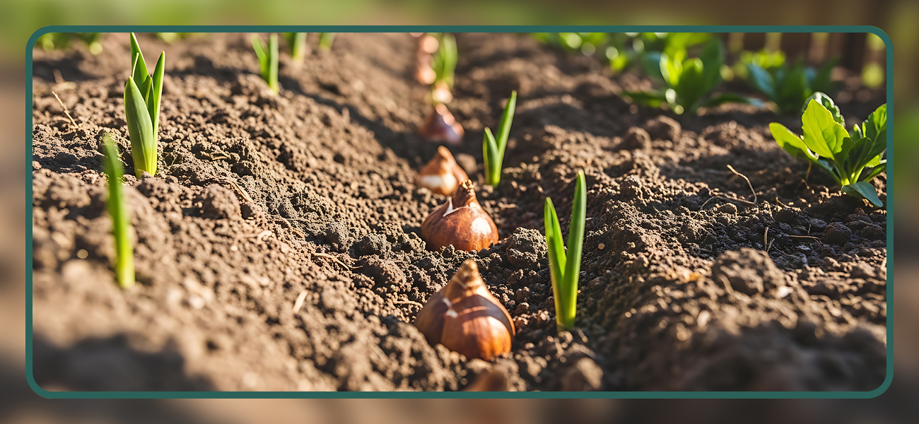 how-to-plant-tulip-bulbs
