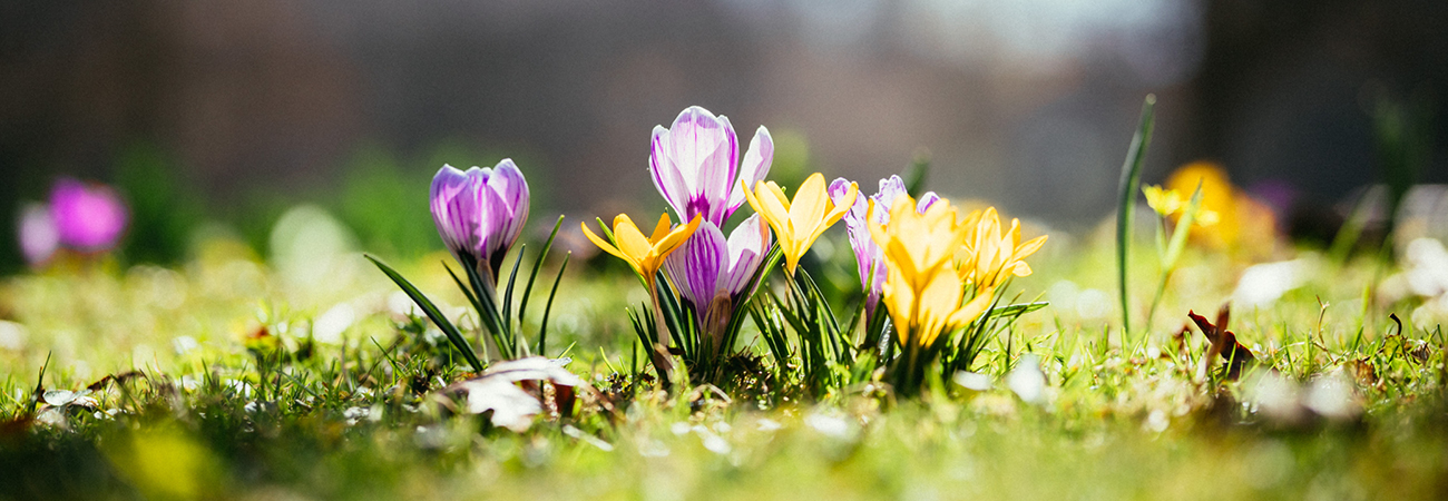 Spring Tips - Cotton's Ace Hardware Store