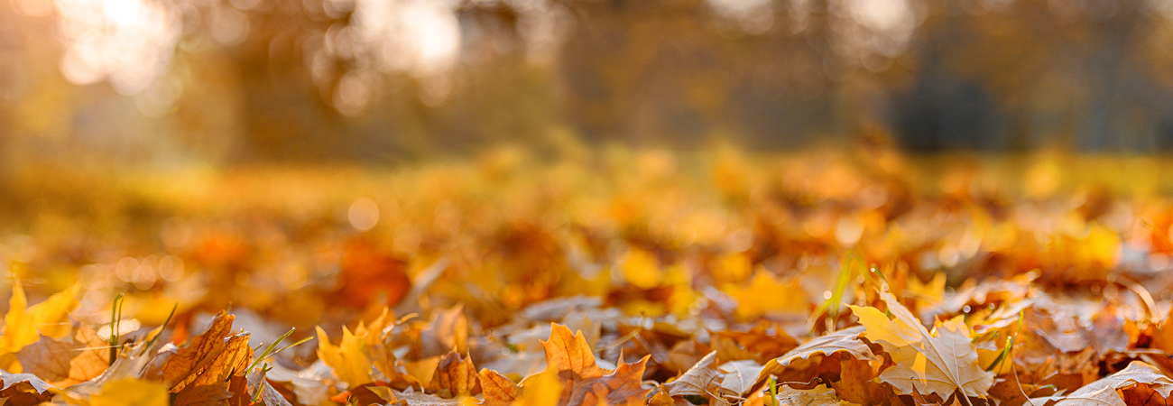 autumn