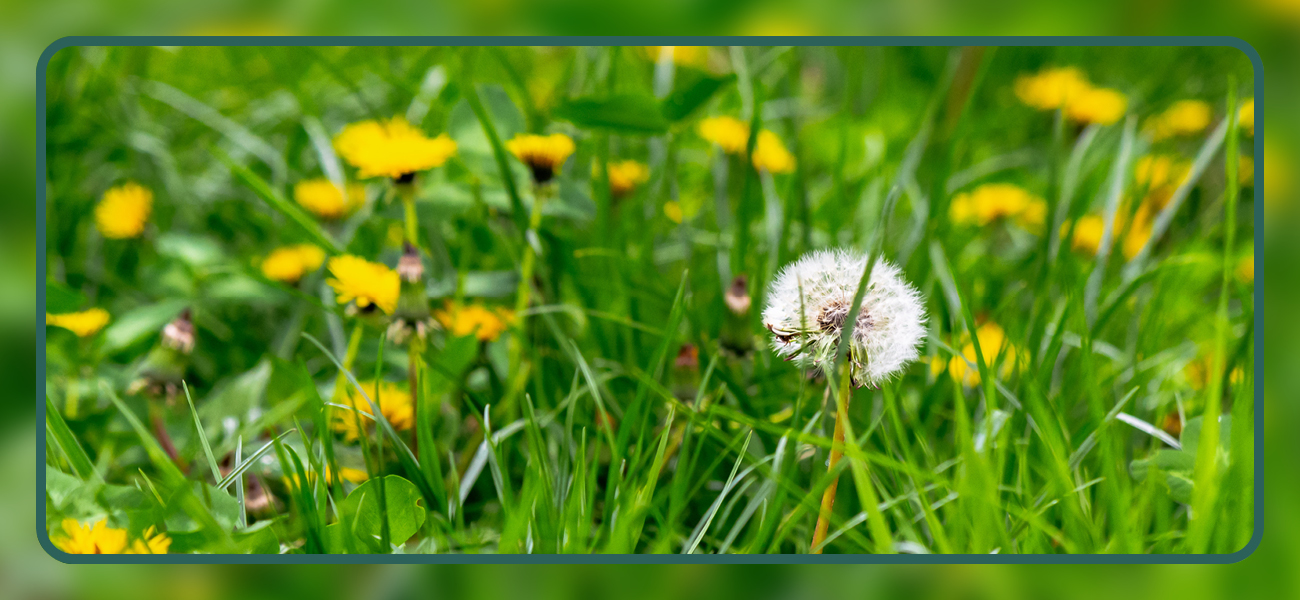 how-to-stop-lawn-weeds